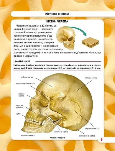 Світ навколо нас. Тіло людини - фото 5