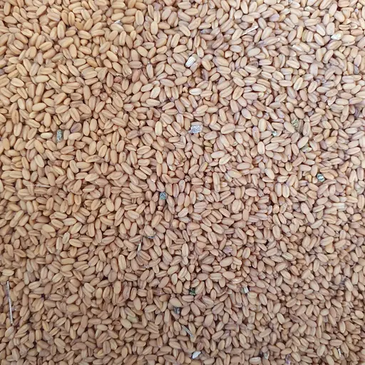 100 г рижій посівний насіння сушене - свіжий урожай