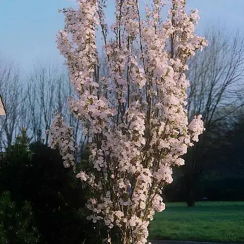 Сакура на штамбі "Амоногава" (вік від 2-х років висота 130-160см) (188024) 1 саджанець - фото 1