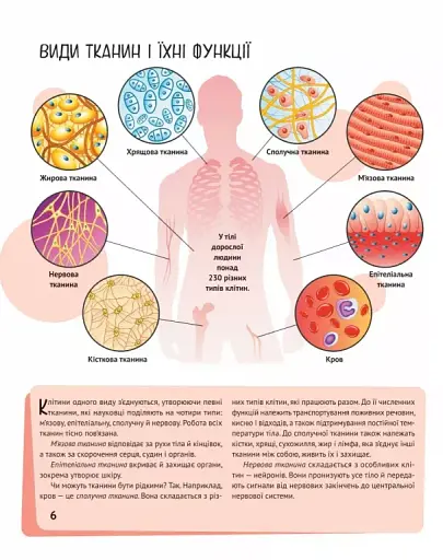 Тіло людини - фото 6