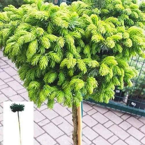 Ялина сербська Agro-Market на штамбі Peve Tijn С5 висота 100-120 см 62706 1 саджанець в упаковці - фото 1