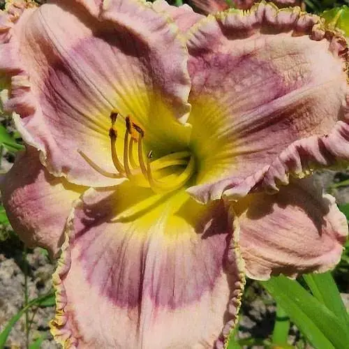 Лилейник "Rosy Breasted Snaggletooth" (сортовой укорененный в контейнере С1,2) (186033) 1 саженец - фото 1