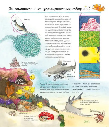 Досліджуємо морських тварин - фото 5