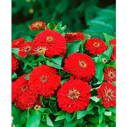 Цинія "Червоне полум'я" (Зипер) Весна 2г (22376) - фото 1