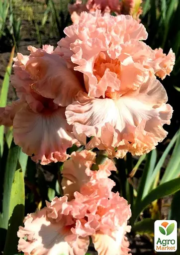 Ирис бородатый крупноцветковый "Pretty Kitty" (181071) 1 шт - фото 2