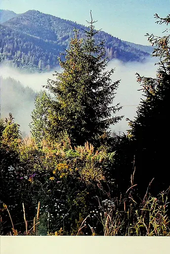 Сама. 2300 кілометрів через усі Карпати - фото 13