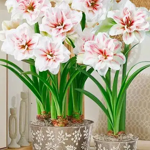 Гіппеаструм махровий «Aquaro» (Амариліс) (190864) 1 шт - фото 1