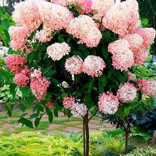 Гортензія волотиста на штамбі "Living-Raspberry Pinky" висота 70-100см (186206) 1 саженец - фото 1