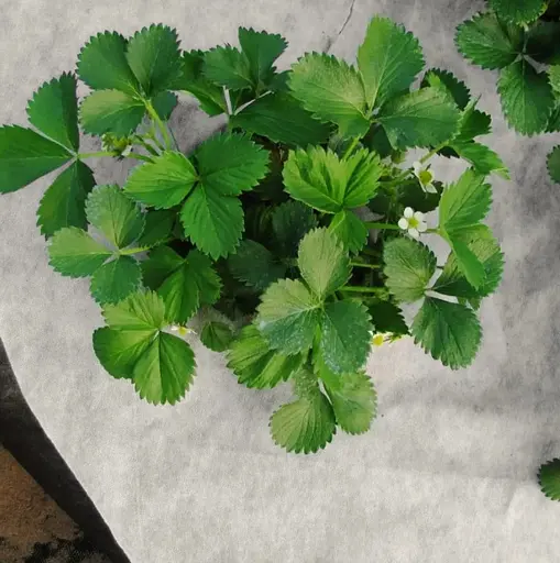 Агроволокно Shadow 50 г/м², 1.6х50 м, чорно-біле (АВЧБР00013) - фото 8