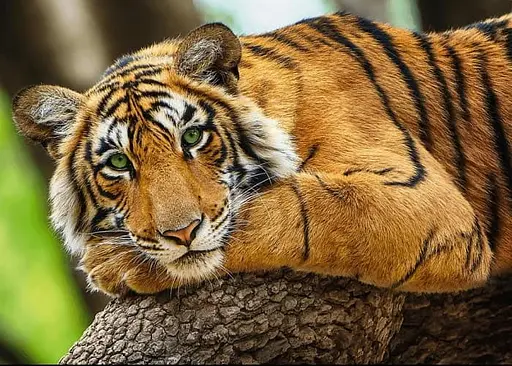 Пазл Trefl Портрет тигра 500 эл. (37397) - фото 2