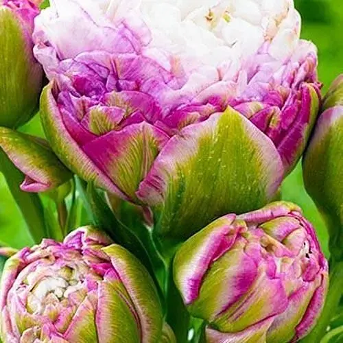 Тюльпан "Peggy Wonder" 1 шт (48698) - фото 1