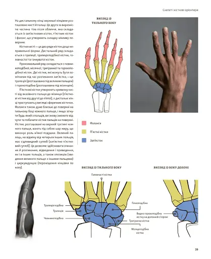 Анатомія для художників. Наочний посібник із зображення людського тіла - фото 8