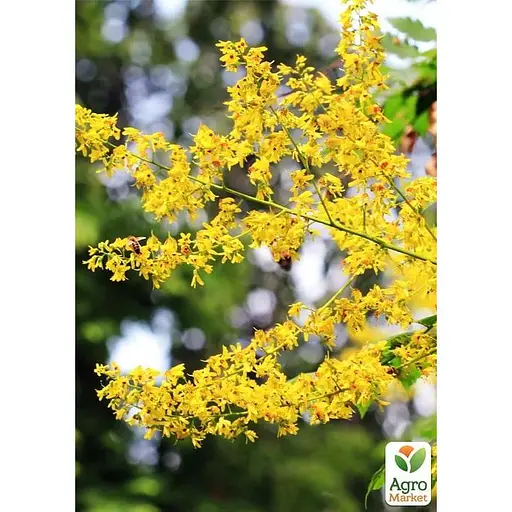 Кельрейтерия метельчатая (парковое и декоративное дерево) Agro-Market (189166) 1 саженец в упаковке   - фото 1