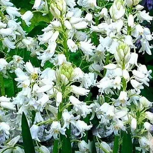 Гиацинтоидес "Белый" (размер 6/7, большой) 5 шт (17295) - фото 1