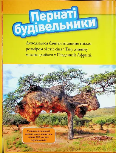 Тварини-будівники - фото 4