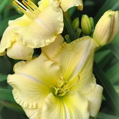 Лилейник "Arctic Snow" 1 шт (36171) - фото 1