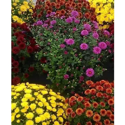 Хризантема мультифлора "Bicolor" (горшік Р12 2 квітки в горщику) (182783) 2 саженца - фото 1