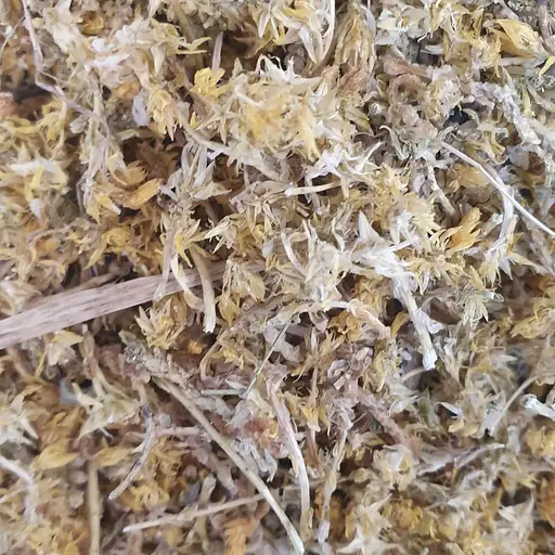 100 г очиток їдкий трава сушена