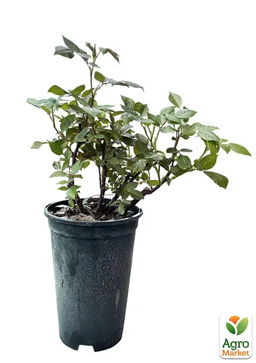 Роза в контейнере чайно-гибридная "Limona" (саженец класса АА+) (185752) 1 саженец - фото 2