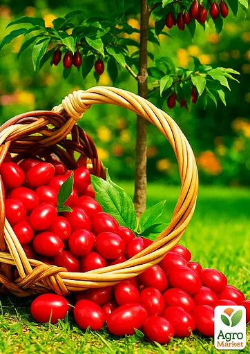 Кизил "Николка" (великоплодный средний срок созревания) (187704) 1 саженец - фото 3