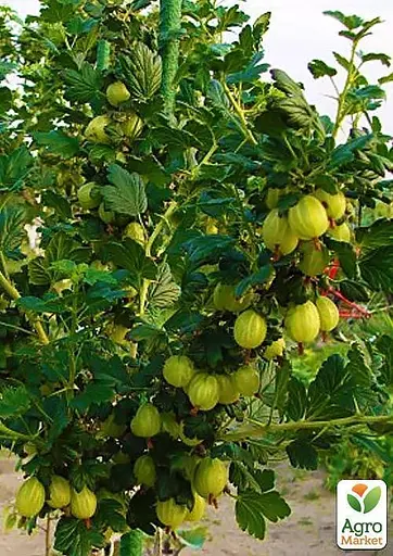 Аґрус на штамбі Agro-Market "Резистент" (середній термін дозрівання) (43074) 1 саджанець в упаковці - фото 2