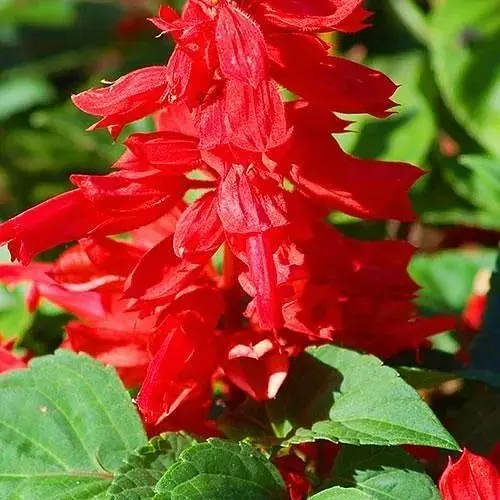 Сальвия блестящая (в банке) ТМ "Весна Органик" 1г (47050) - фото 1