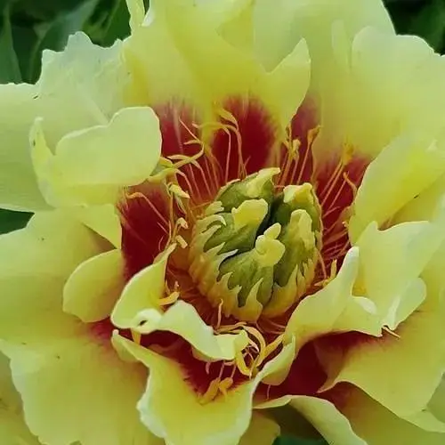 Пион ИТО "Prairie Charm" (49761) (Корневище) 1 шт - фото 1