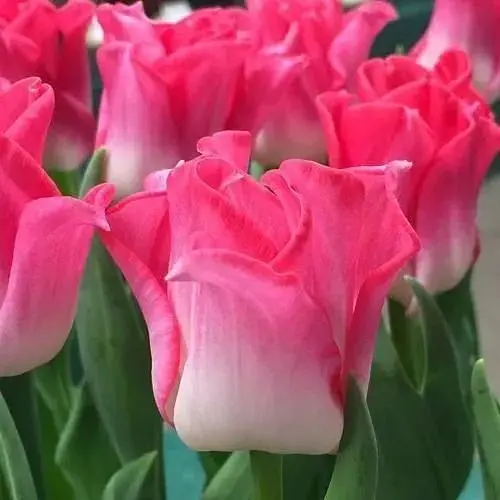 Тюльпан "Crown Of Dynasty" (50706) 2 шт - фото 1