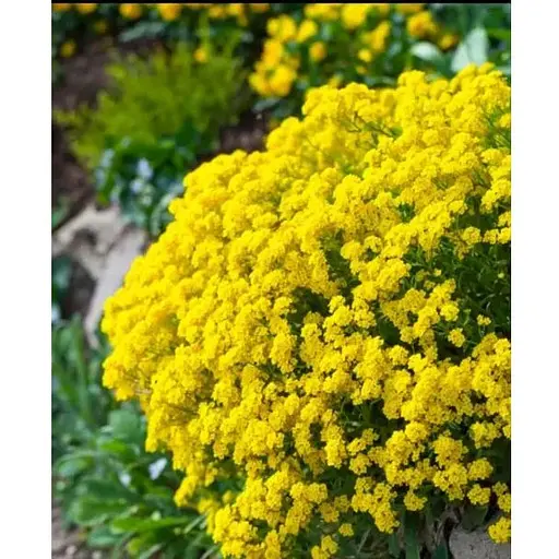 Алисум скальный Gold Kobold (неприхотливое многолетнее растение) (190688) 1 саженец - фото 1