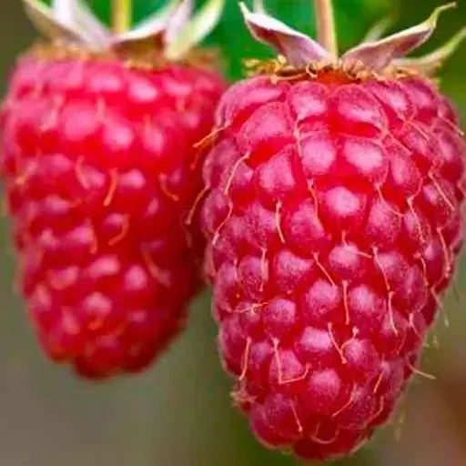 Малина Agro-Market "Willamette" (ранний срок созревания, сорт хорошо устойчив к болезням) 1-летний саженец (189464) 1 шт в упаковке - фото 1