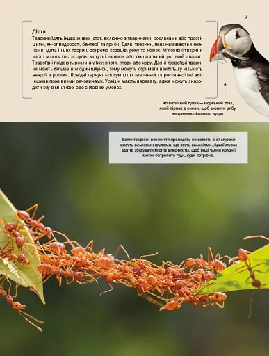 Велика книга тварин - фото 7