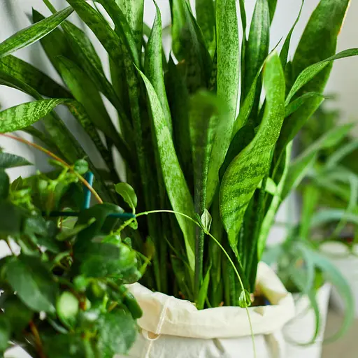 Рідке добриво для декоративно-листяних рослин COMPO 0.5 л - фото 9