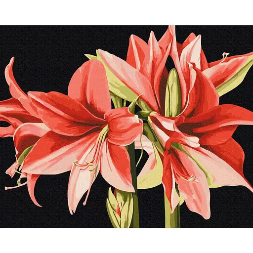 Картина за номерами "Амаріліс" © Anastasiia Osmolovska Brushme BS53725, 40х50 см - фото 1