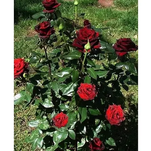 Роза в контейнере чайно-гибридная "Black Magic" (садник класса АА+) (180834) 1 саженец - фото 1