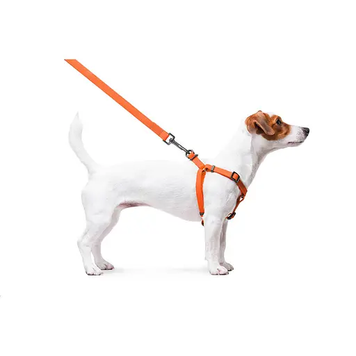 Шлея для собак водостійка Waudog Waterproof з QR-паспортом металічна пряжка-фастекс Ш 15 мм Д 40-55 см помаранчевий - фото 5