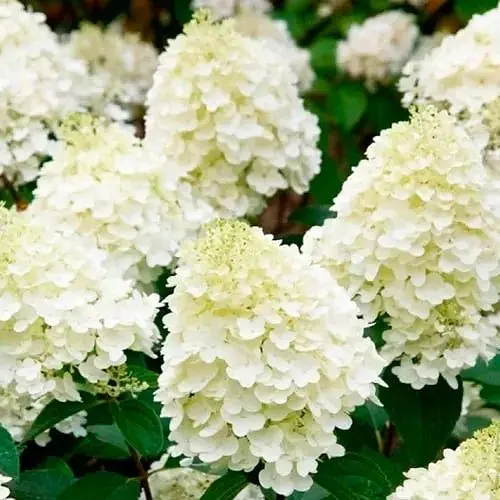 Гортензія 3-х річна волотиста "Silver Dollar" (176644) 1 саженец - фото 1