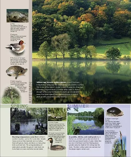 Wildlife of Britain and Ireland - фото 5