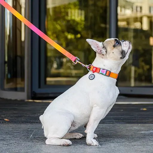 Нашийник для собак нейлоновий Waudog Nylon з QR адресником  Recycled градієнт M 2х28-40 см - фото 4