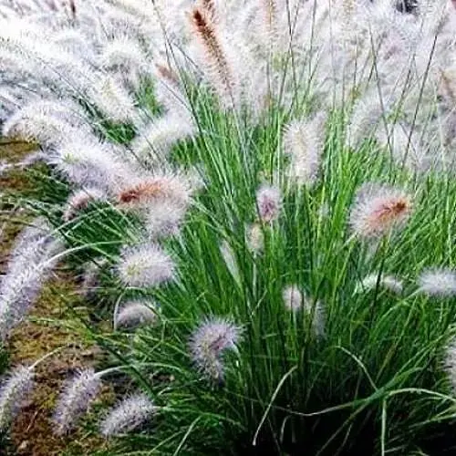 Пеннисетум лисохвостый Agro-Market Hameln вазон С2 (189792) 1 саженец в упаковке - фото 1