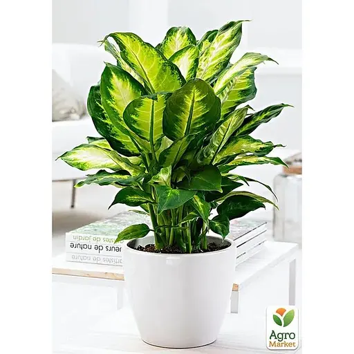 Дифенбахия (Dieffenbachia) Agro-Market Camilla высота 30-50 см (185443) 1 саженец в упаковке комнатный - фото 4