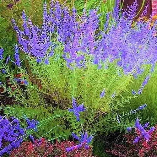 Перовскія "Blue Spire" (184019) 1 саженец - фото 1