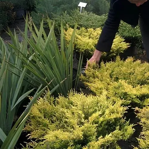 Ялівець горизонтальний "Lime Glow" (ком/сітка) діаметр 50-60 см (188430) 1 саджанець - фото 1