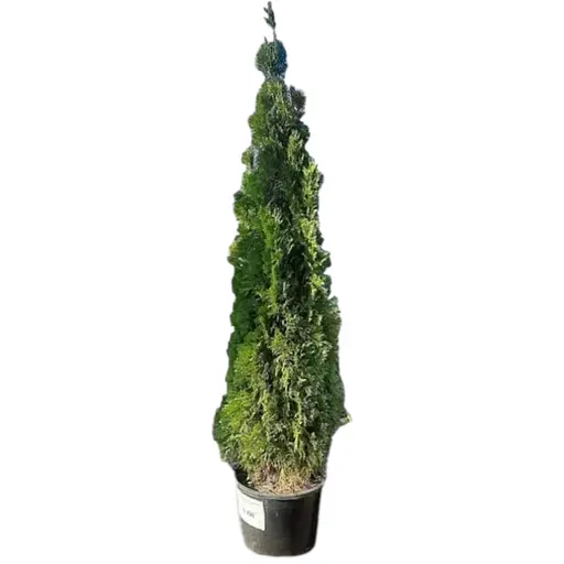 Туя западная Smaragd (ком/сетка) высота 200-220 см (179890) 1 саженец в упаковке - фото 1