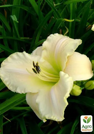 Лилейник "Arctic Snow" 1 шт (36171) - фото 2