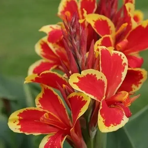 Канна Низькоросла "Lucifer" (72049) 1 шт - фото 1