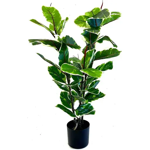 Фікус різнокольоровий Hvoya Еластіка Беліз 95 см