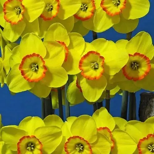 Нарцисс "Pacific Rim" (186340) 2 шт - фото 1