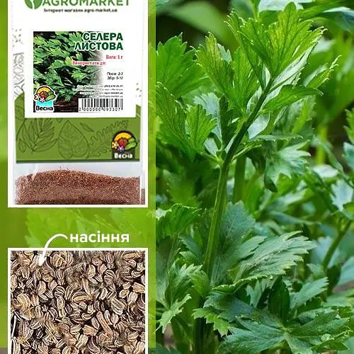 Селера листова (Зипер) ТМ "Весна" 1г (11931) - фото 1