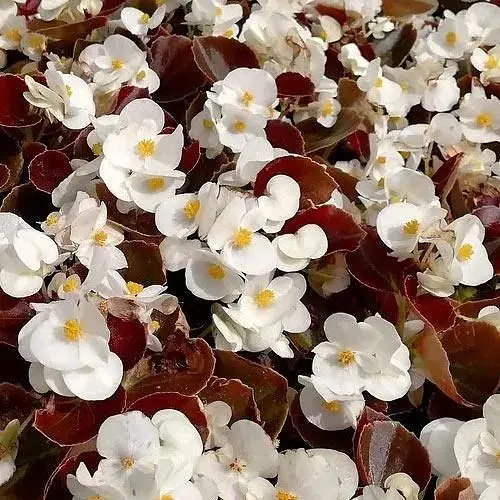 Бегонія вічноквітуча "Cocktail Whiskey" 1 шт. (48687) - фото 1