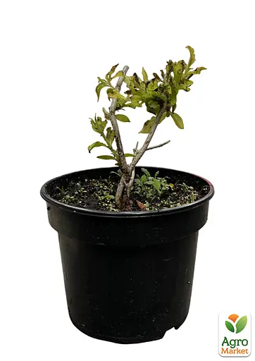 Вейгела "Aurea" вазон С3 висота 40-50см (118952) 1 саженец - фото 2